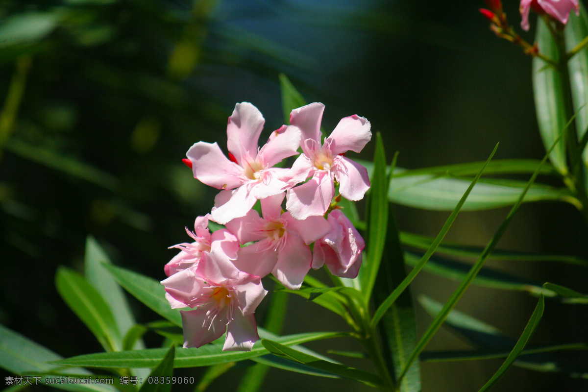 夹竹桃花 鲜花 花儿 花草 花朵 花草世界 生物世界