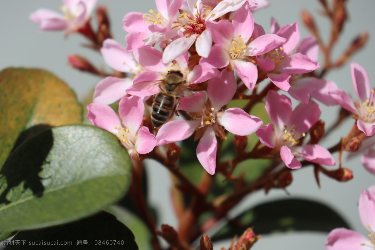 蜜蜂采花 采花的蜜蜂 蜜蜂 勤劳的蜜蜂 小蜜蜂 飞虫 石斑木 粉色花 盛开 生物世界 昆虫