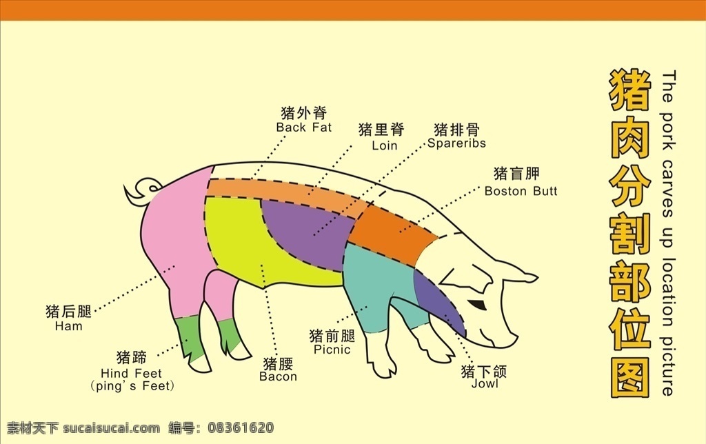 猪肉分割图 猪肉展板 猪肉 猎 分割图