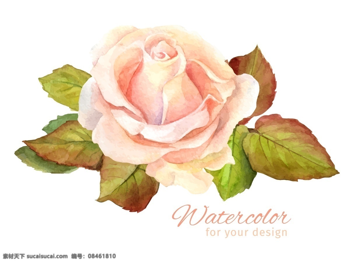 水彩 绘 粉色 玫瑰花 插画 植物 水彩绘 唯美 艺术 叶子