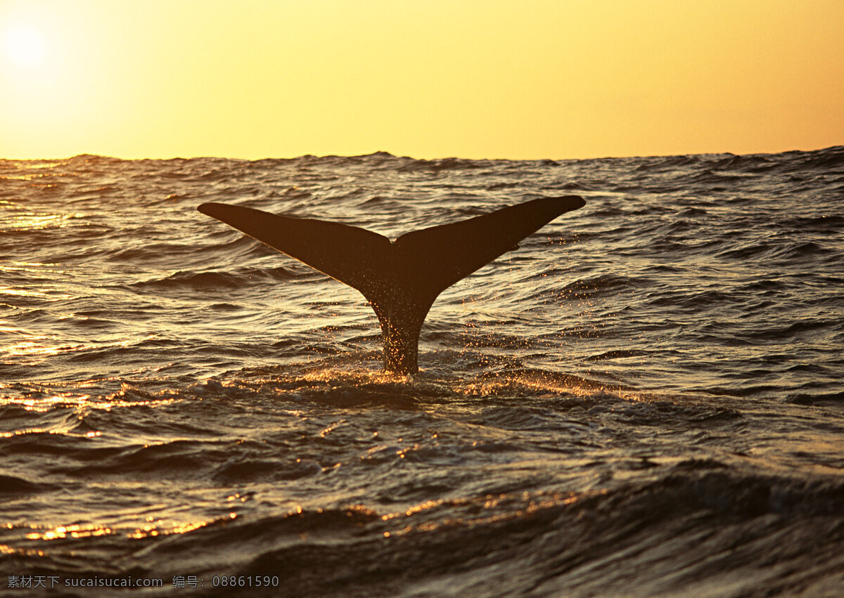 鲸鱼 尾巴 动物世界 生物世界 海底生物 海豚 大海 水中生物