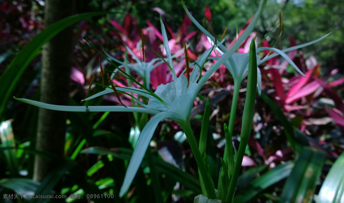 高清 蜘蛛 兰 蜘蛛兰 海水仙 花蜘蛛兰 鲜花 白色花朵