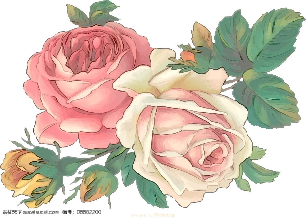 手绘 矢量 玫瑰花 花朵 花卉 玫瑰 矢量素材 手绘插画 手绘花朵 手绘花卉 手绘植物