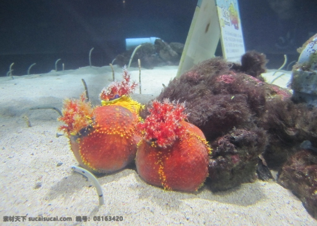 海苹果 台湾 垦丁 海生馆 花园鳗 海洋生物 生物世界