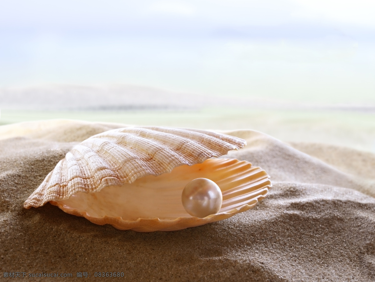 贝壳 里 珍珠 特写 大海 沙滩 海洋生物 沙滩上的珍珠 珍珠贝壳海螺 上 彩色贝壳背景 海边海螺 海边 白色