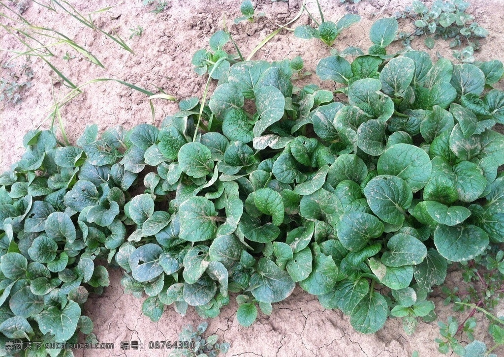 小白菜 蔬菜 青菜 绿色食品 农家自种 田园风光 自然景观