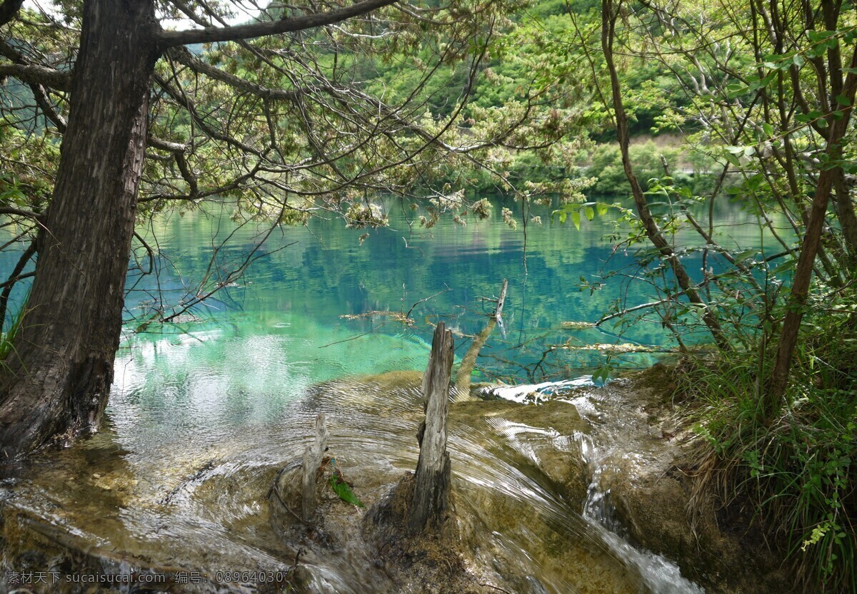 湖面 九寨沟 绿湖 绿树 相映 自然风景 旅游摄影