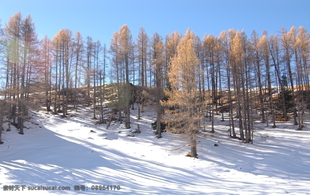 巴州 胡杨林 雪景 巴州胡杨林 自然风景 自然景观