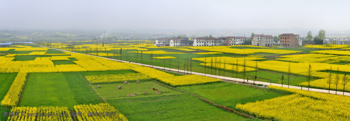 田野耕地 全景 油菜花 农田 田野 田 田地 农业 土地 大地 农作物 种地 耕地 耕种 自然景观 田园风光
