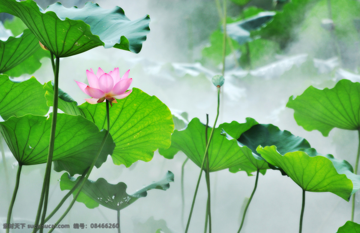 荷花 荷叶 荷 仙境 雾 昆虫 蜜蜂 花卉 生物世界 花草