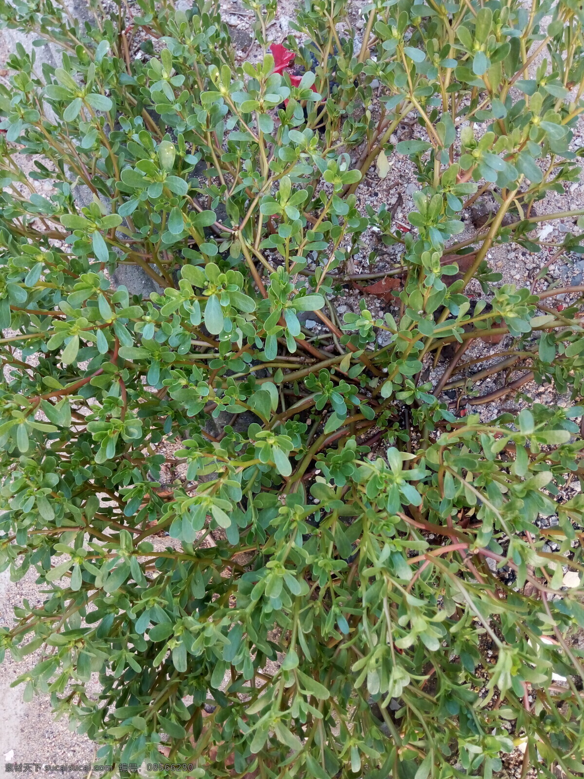 那齿轮 马苋 五行草 长命菜 五方草 瓜子菜 麻绳菜 马齿菜 蚂蚱菜 生物世界 花草
