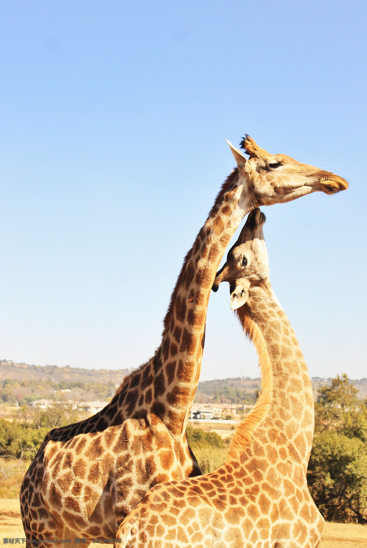 长颈鹿 麒麟鹿 长脖鹿 giraffe 野生动物