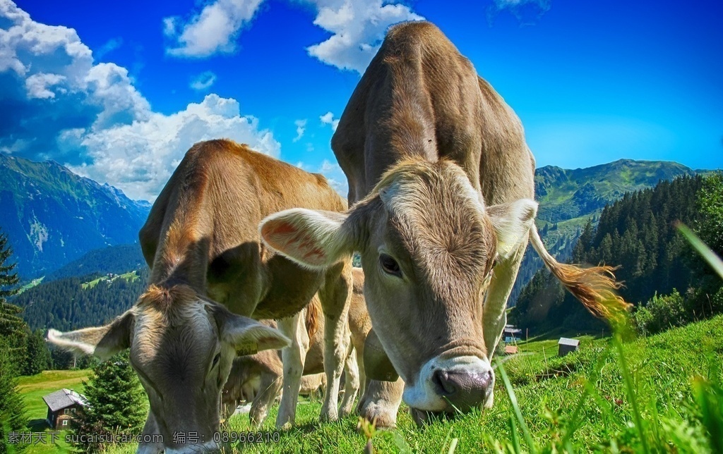 丑牛 黄牛 水牛 瘤牛 家畜 cow 野牛