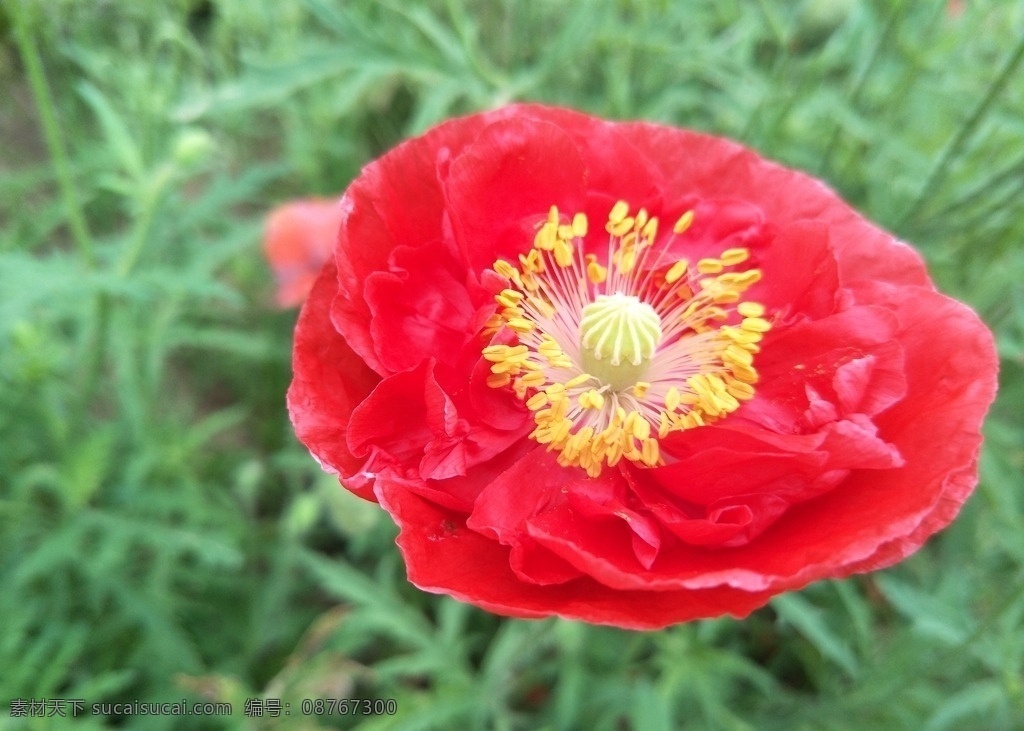 罂粟花 花朵 花瓣 鲜花 盛开 红色 坝上草原 草原花朵 生物世界 花卉 花草