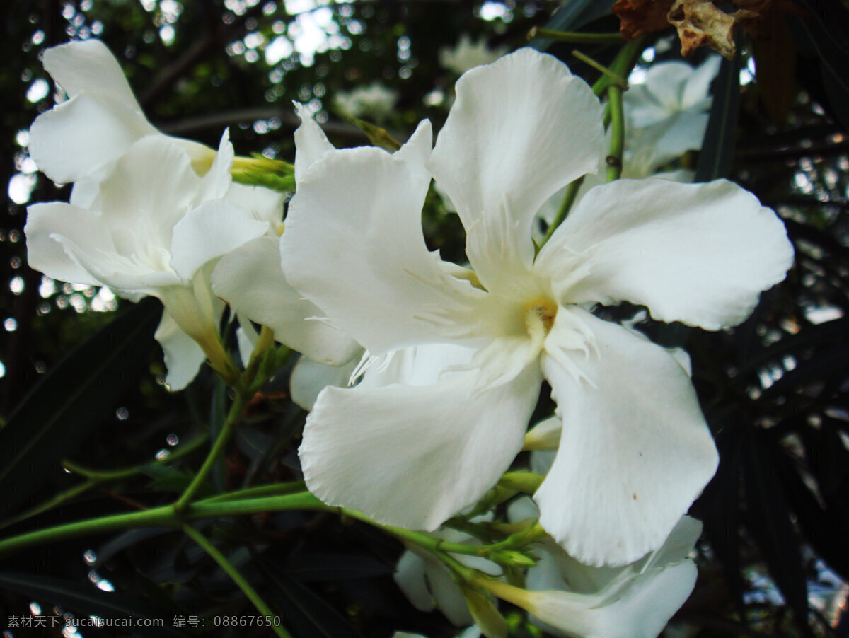 兰 爽 竹 桃 白花 花草 花蕾 绿叶 生物世界 兰爽竹桃 白色花心 矢量图 日常生活