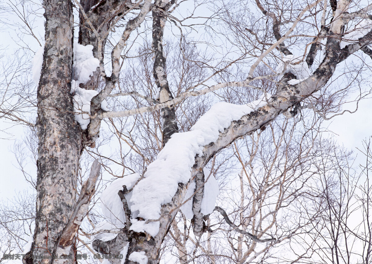 雪中的树枝 树枝 树林 枝丫 树木 雾凇 雪景 冬季 生物世界 树木树叶