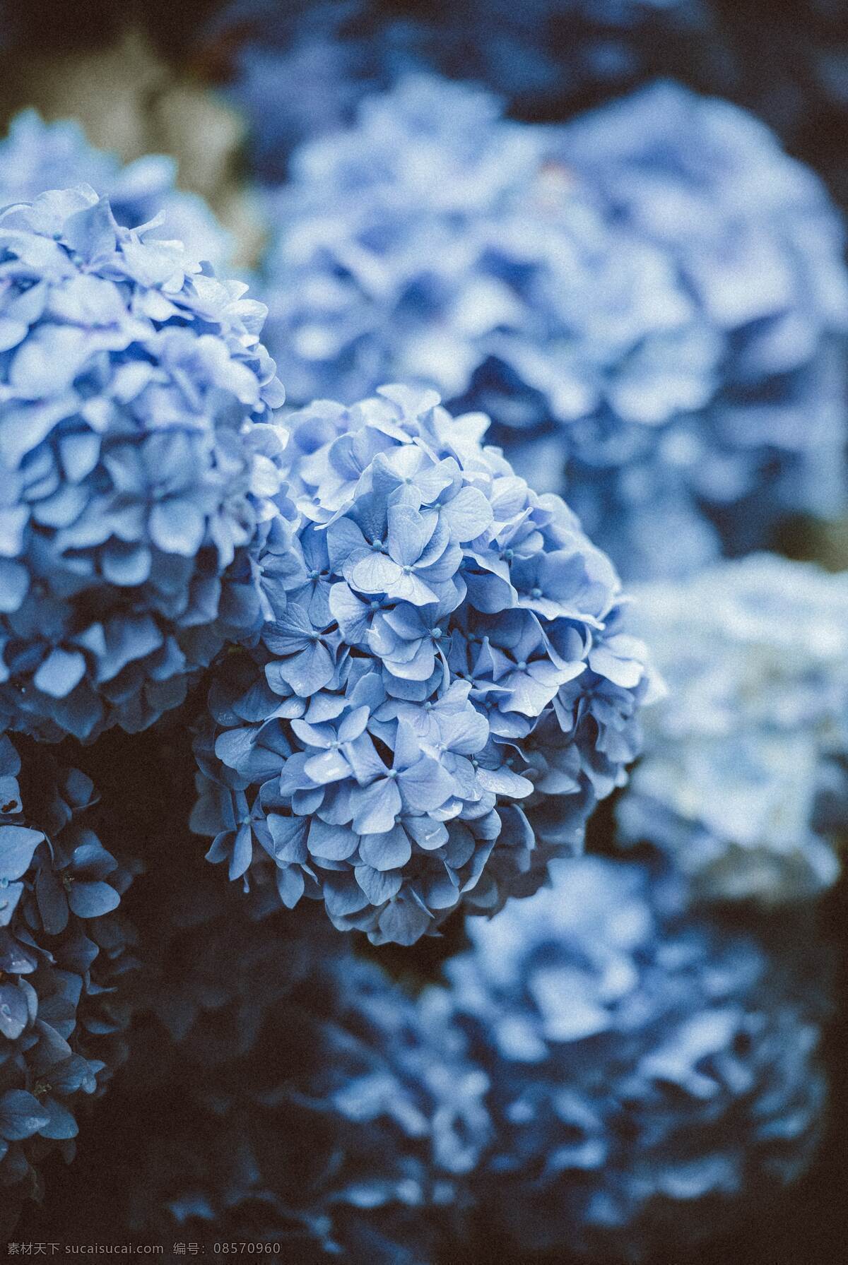 绣球花蓝色 蓝色 绣球花 花束 唯美花束 浪漫花束 像花儿一样 生物世界 花草