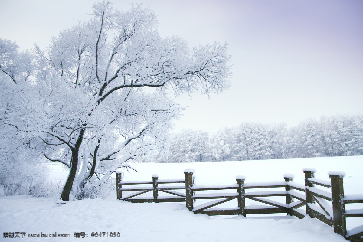雪地 里 树 围栏 冬天 雪花 雪景 植物 山水风景 风景图片