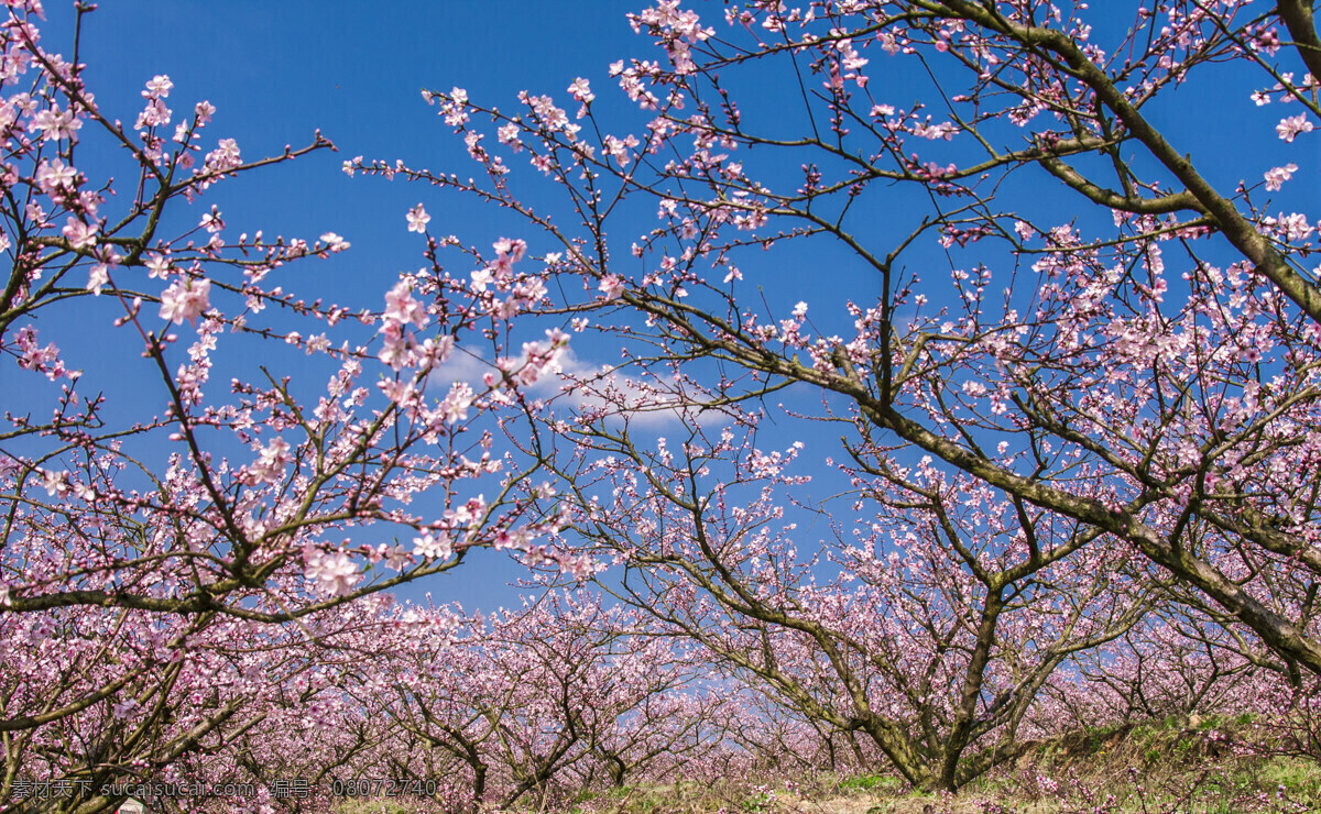 桃花 盛开 地方 春天 蓝天 桃园 种植 自然景观 山水风景