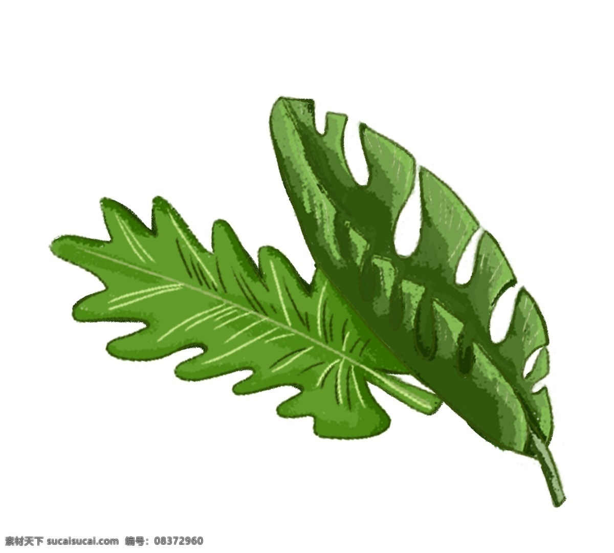 创意 龟背 叶 装饰 插画 美丽的叶子 小清新插画 创意绿叶装饰 卡通叶子插画 美丽的龟背叶 装饰叶子