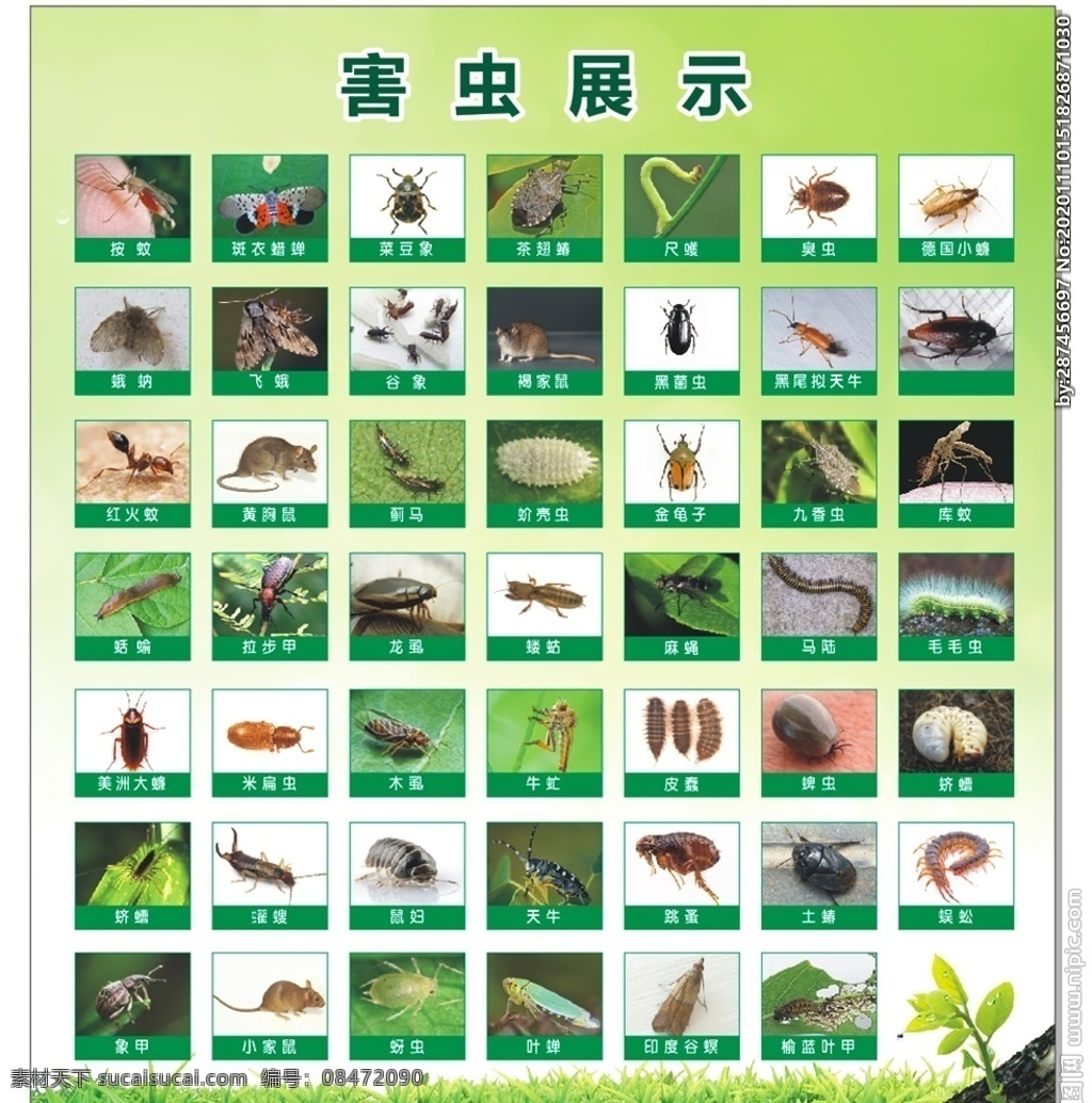 害虫昆虫图片 害虫百科 虫子 叶子 动物 昆虫 蟑螂 飞蛾 老鼠 红火蚁 蚊子 蝗虫 蜱虫 小蠊 金龟子 分层