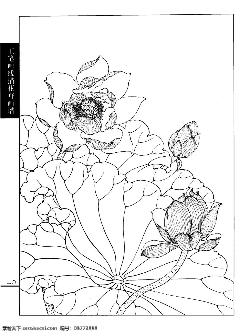 工笔 荷花 白描 画谱 线描 绘画书法 文化艺术
