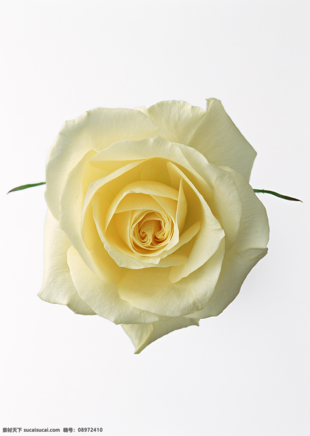 高清玫瑰花 白色 高清 玫瑰花 鲜花 高贵 生物世界 花草 摄影图库