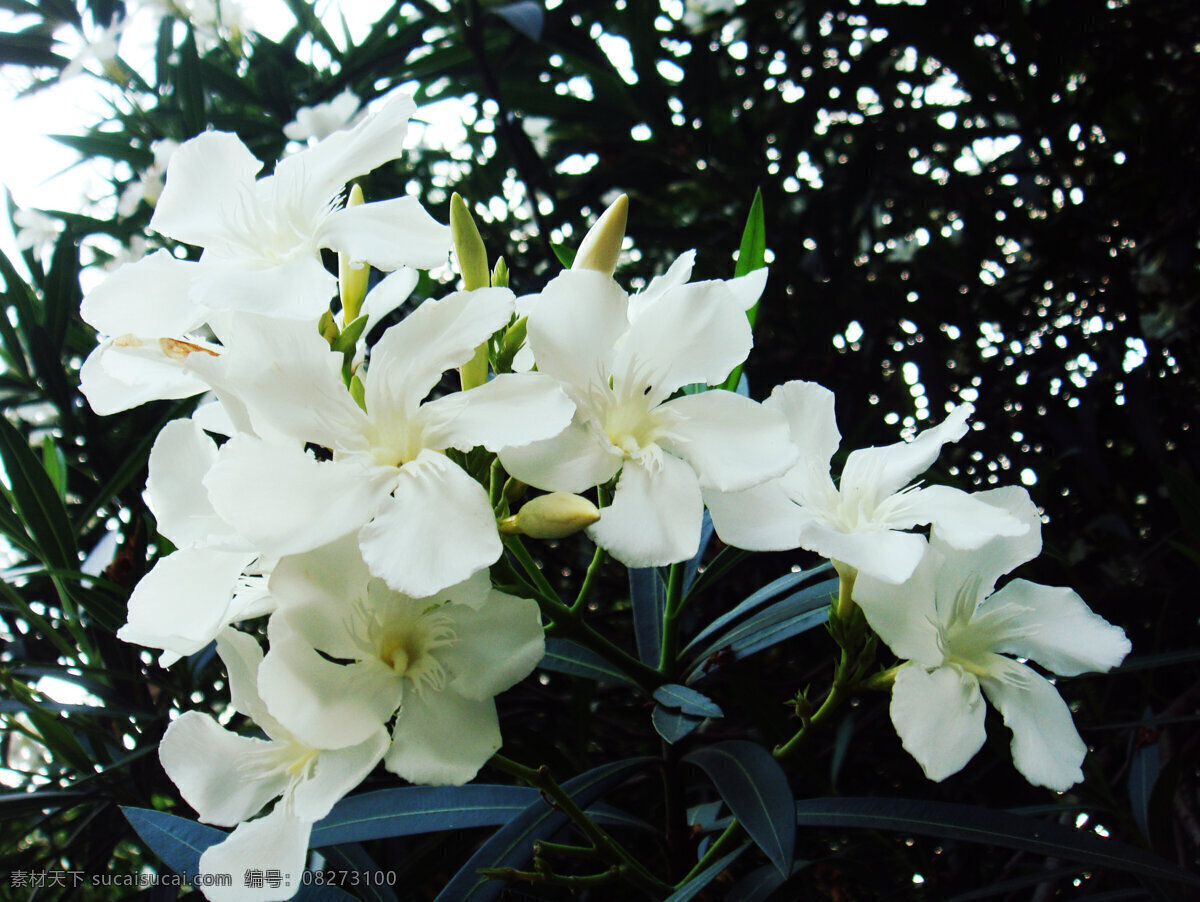 兰 爽 竹 桃 白花 花草 花蕾 绿叶 生物世界 兰爽竹桃 白色花心 矢量图 日常生活