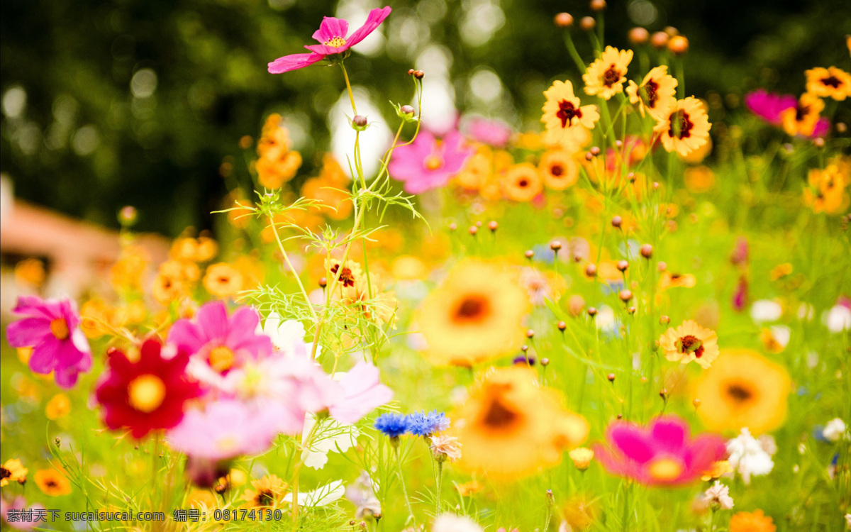 花海 花 高清壁纸 风景壁纸 五颜六色 花的世界 自然风景 自然景观 自然摄影 花草 生物世界