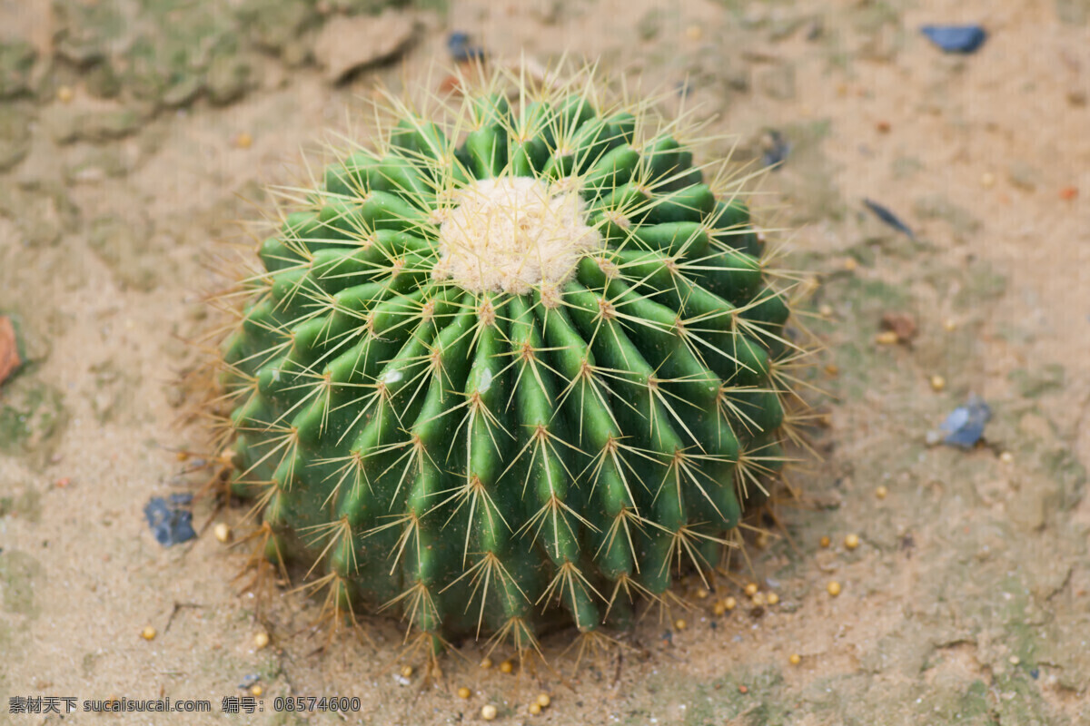 仙人球 仙人掌植物 植物摄影 景观植物 花草树木 生物世界