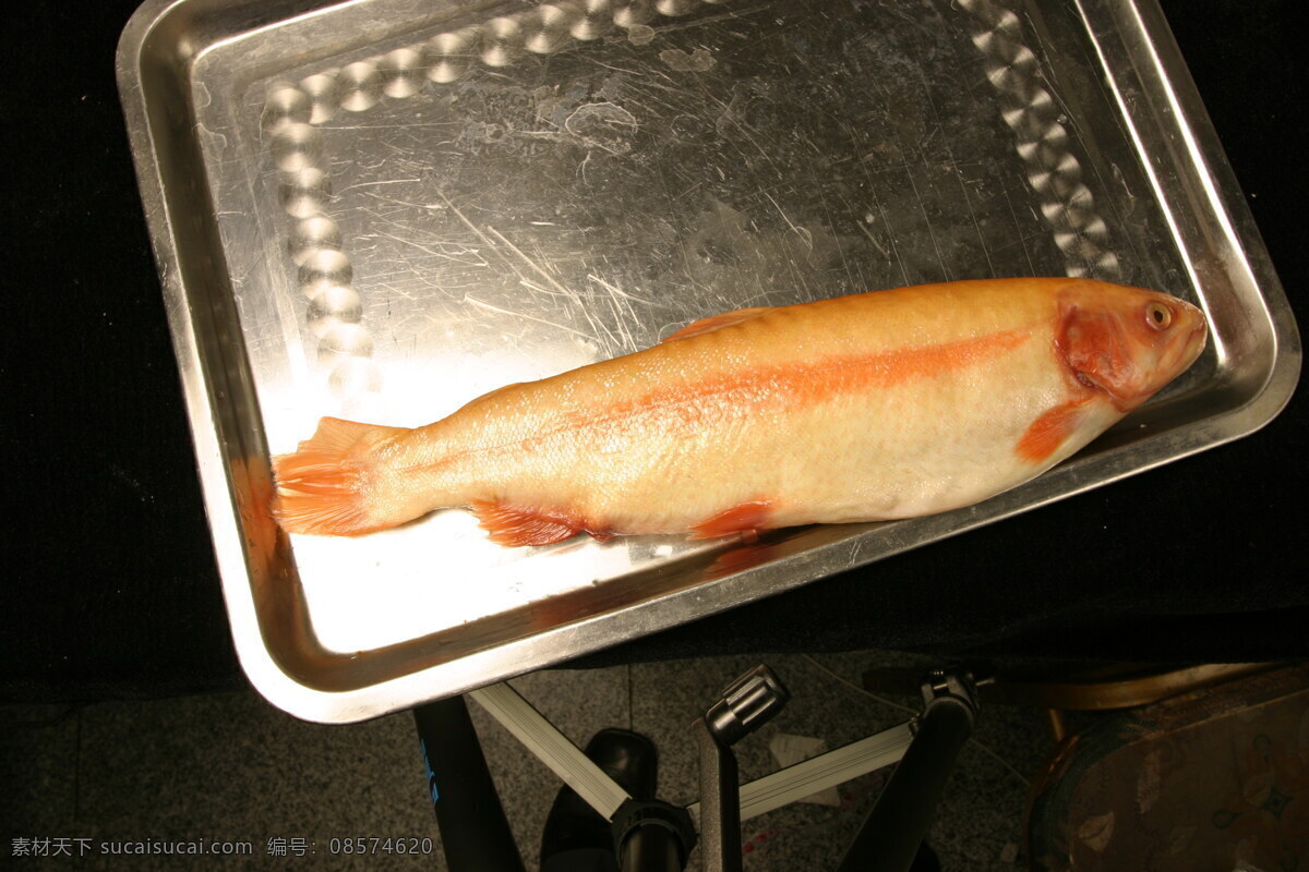 金 鳟鱼 金鳟鱼 鱼类 动物 美味 菜肴 中华美食 餐饮美食 食物