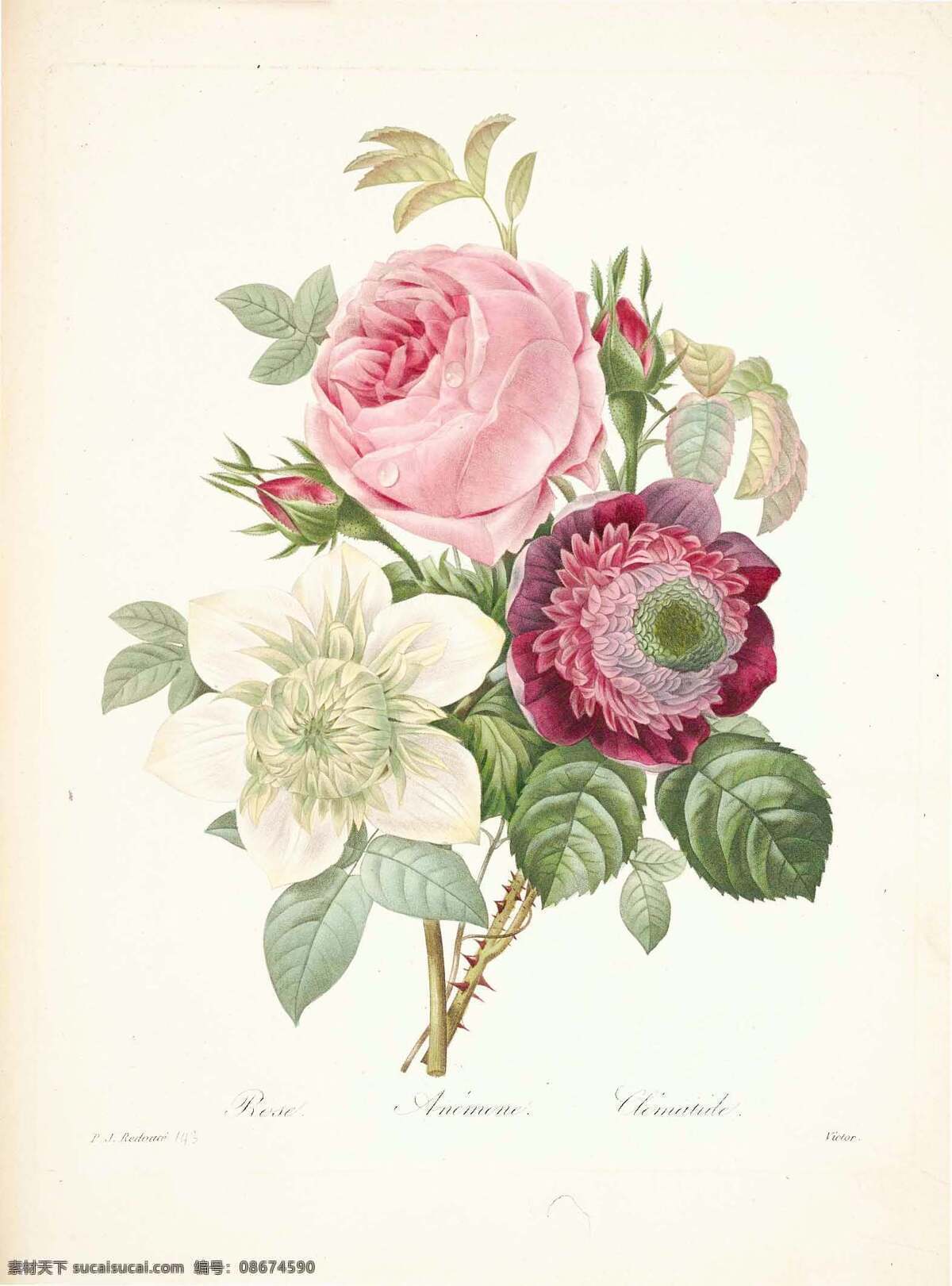 植物图谱 红花 皮埃尔 约瑟夫 雷 杜 绘画 艺术 绘画书法 文化艺术