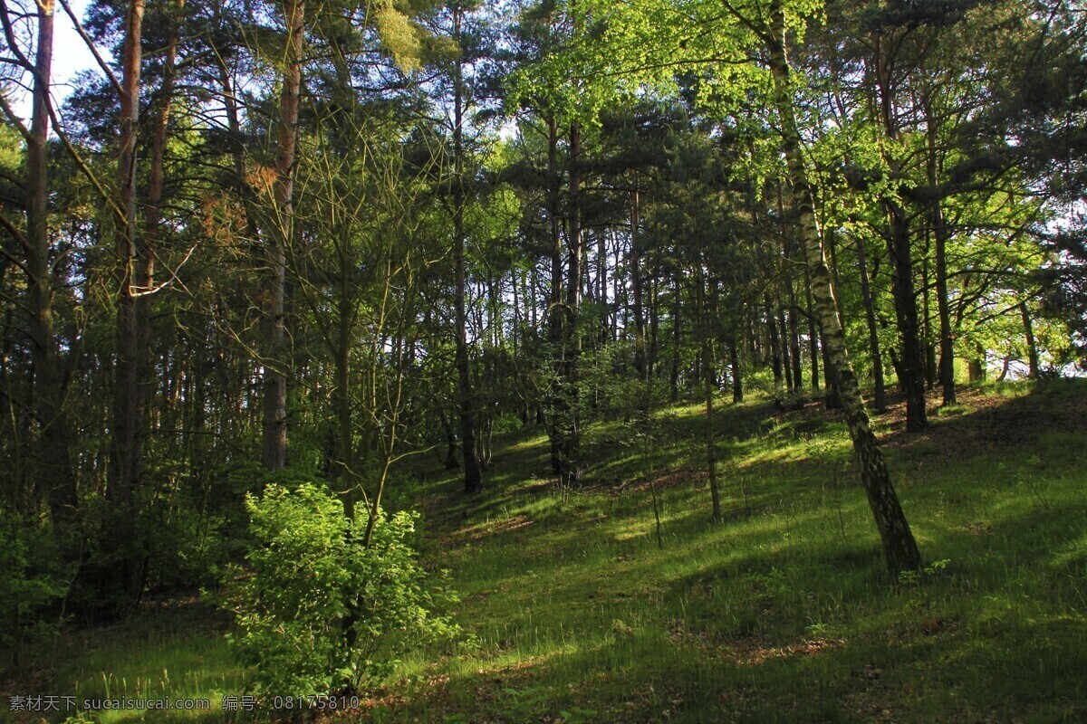 幽静 树林 风景