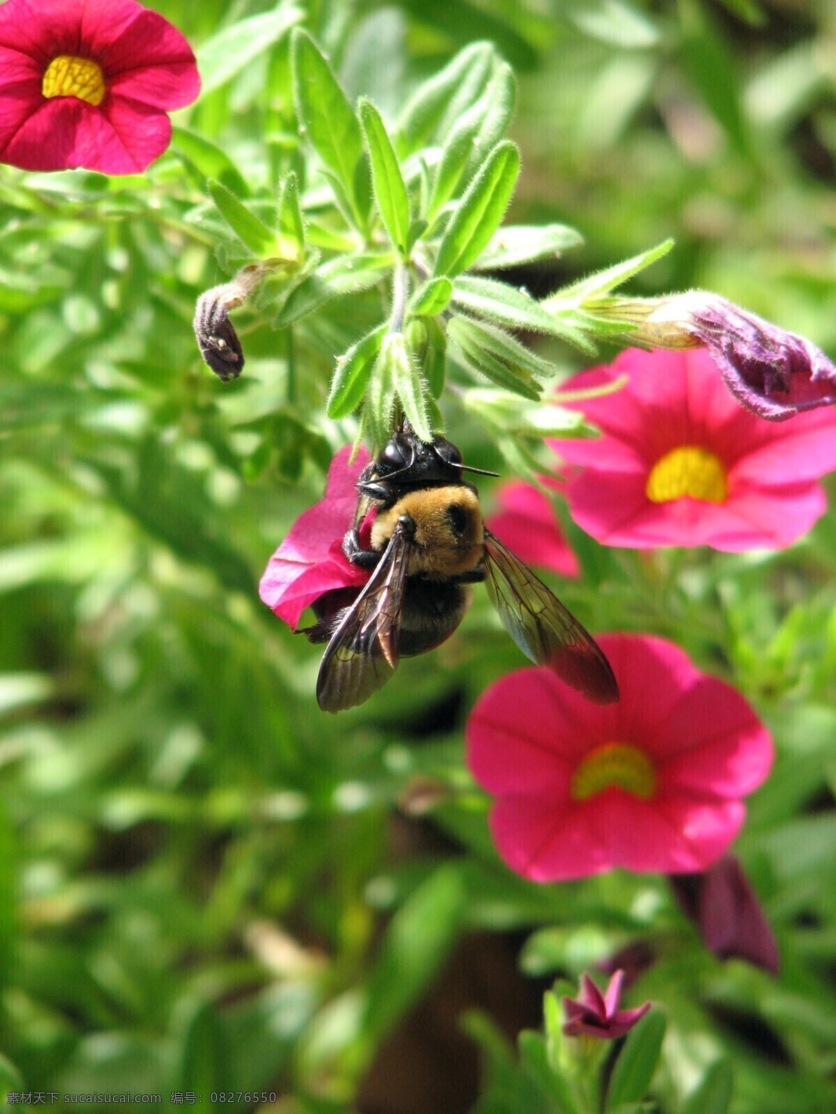 蜜蜂 鲜花 花草 花朵 昆虫 绿植 生物世界 植物 蜜蜂鲜花 采蜜 昆虫虫子