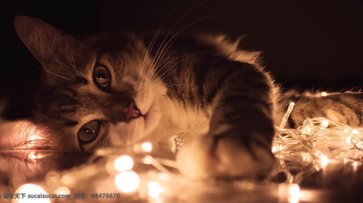猫猫 猫咪动物 小狗 小猫 小牛 小马 狗狗宠物 高级动物 忠诚 可爱 淘气 懒 嘴巴嘟嘟 活波 灵性 特写 壁纸 野生动物 狼 狮子 猛兽 凶猛 动物园 爬行动物 动物 共享素材 生物世界 家禽家畜