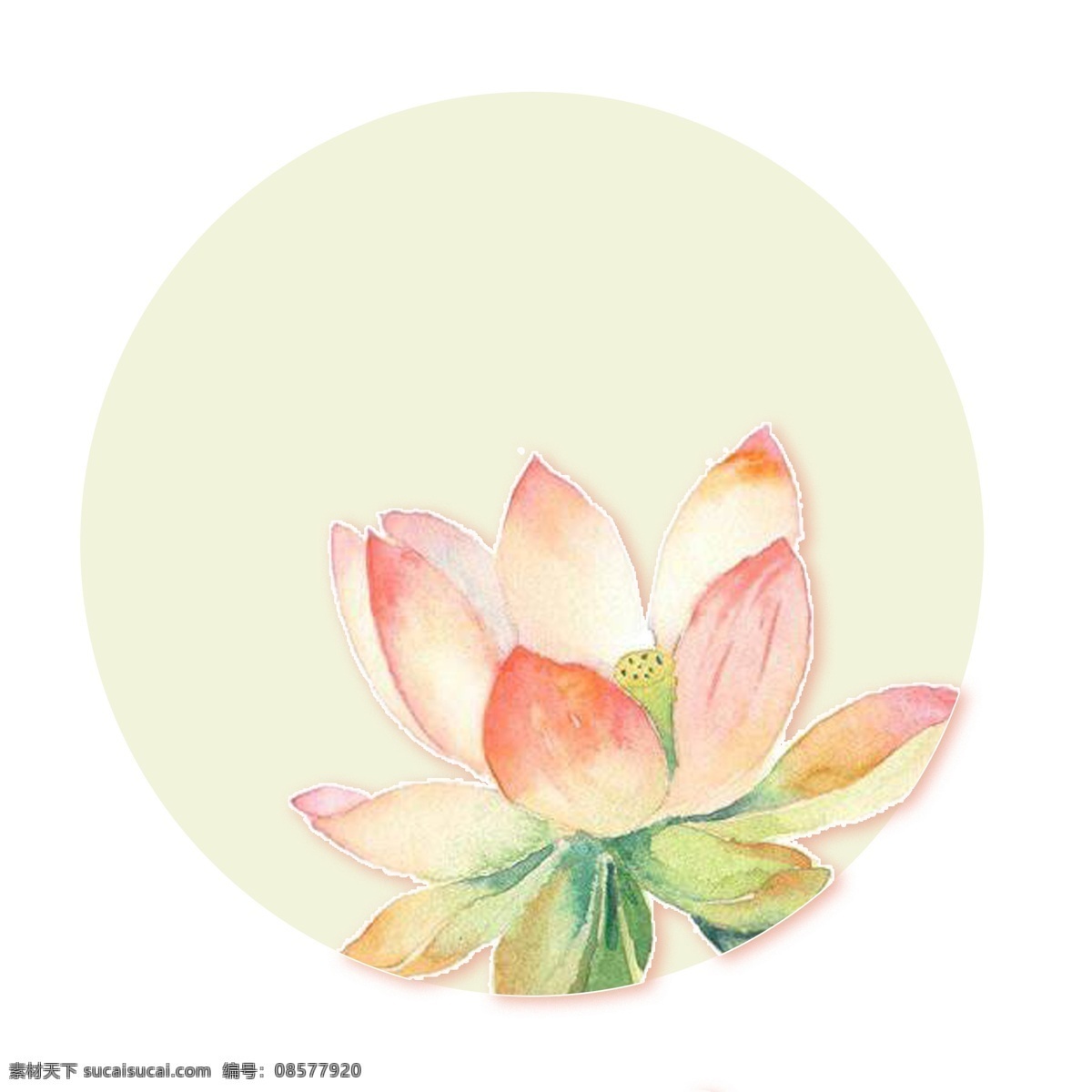 花朵 水彩 图案 插画 分层 白色 水彩图案 分层素材 唯美 绘画 花卉 水彩画 荷花