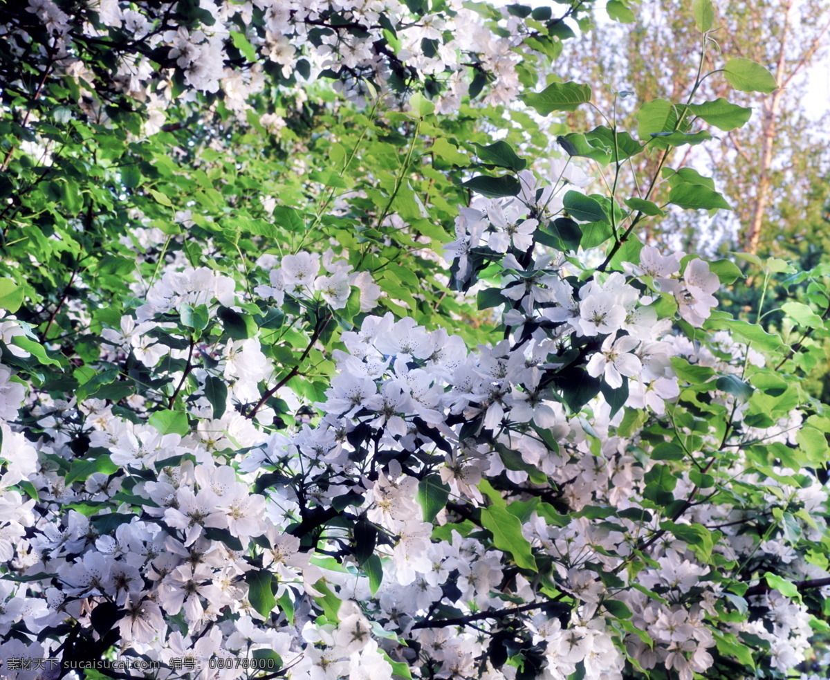 梨树开花 梨树 开花 花朵 春天 旅游摄影 自然风景 美丽风光素材 摄影图库