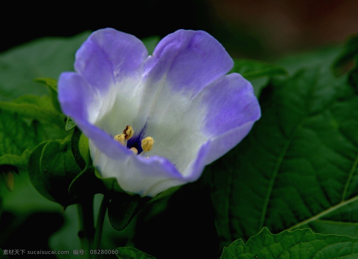 唯美 蓝色 小 野花 鲜花 花卉 花朵 花 花草