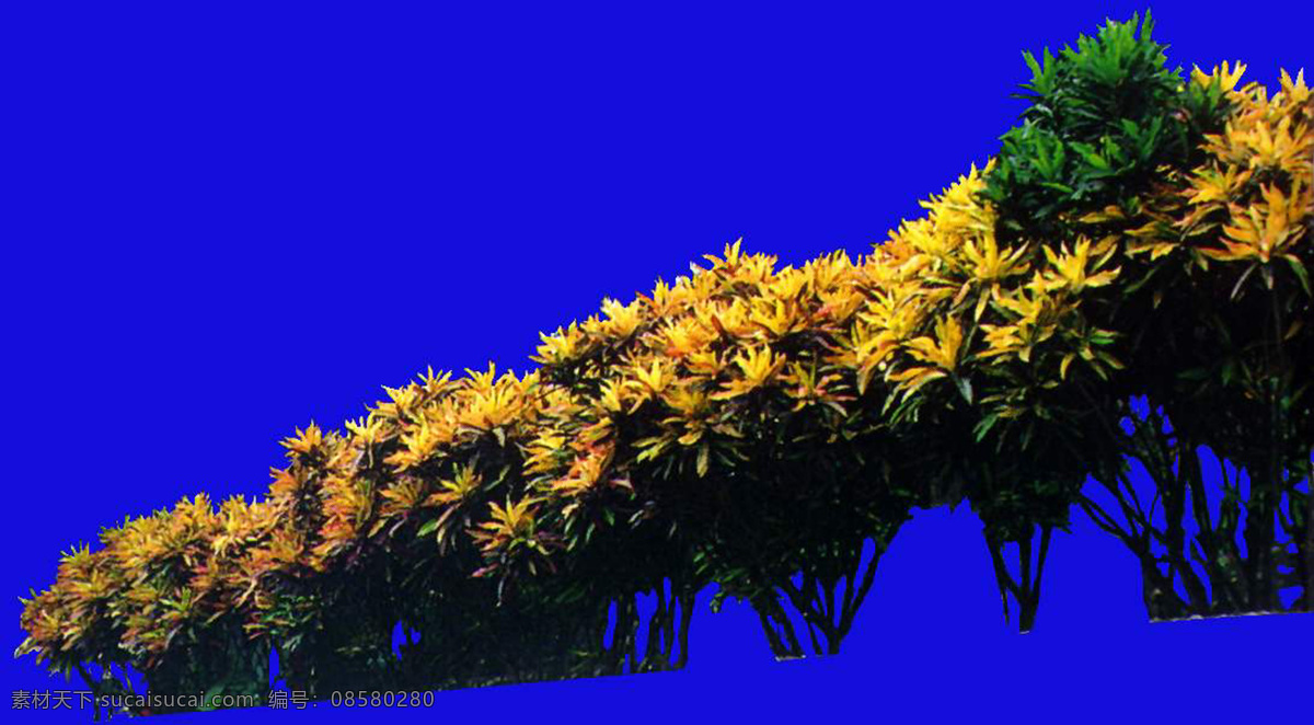 花草 花坛 花带 冠 木球 植物 花卉 园林植物 冠木球 配景素材 园林 建筑装饰 设计素材