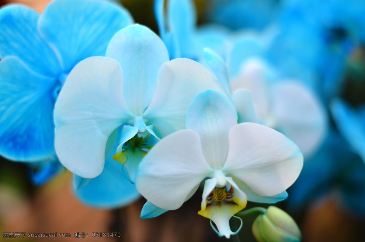 蝴蝶兰 花卉 鲜花 蓝色 蓝花 生物世界 花草