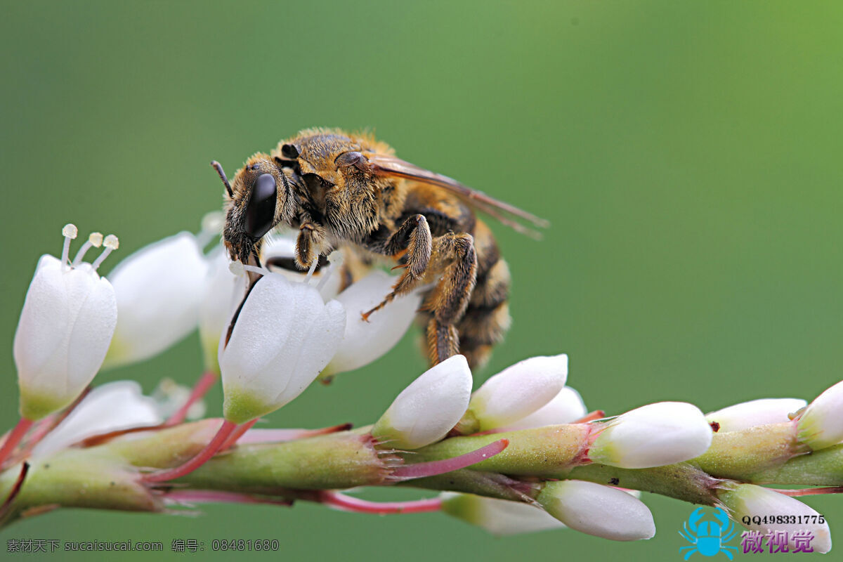 采蜜 蜜蜂 蜂子 白花 采花 生物世界 昆虫