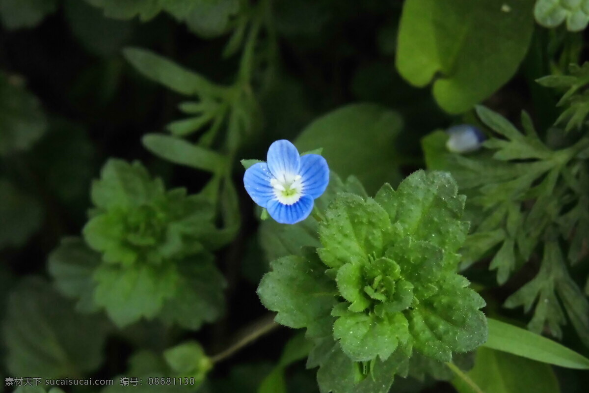 野花 春天 春游 花 花草 花朵 生物世界 小花 蓝色的花 四瓣花 psd源文件