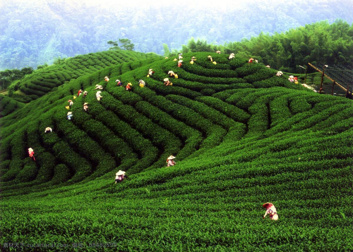 茶园 采茶 茶 黑茶 茶农 田园风光 自然景观