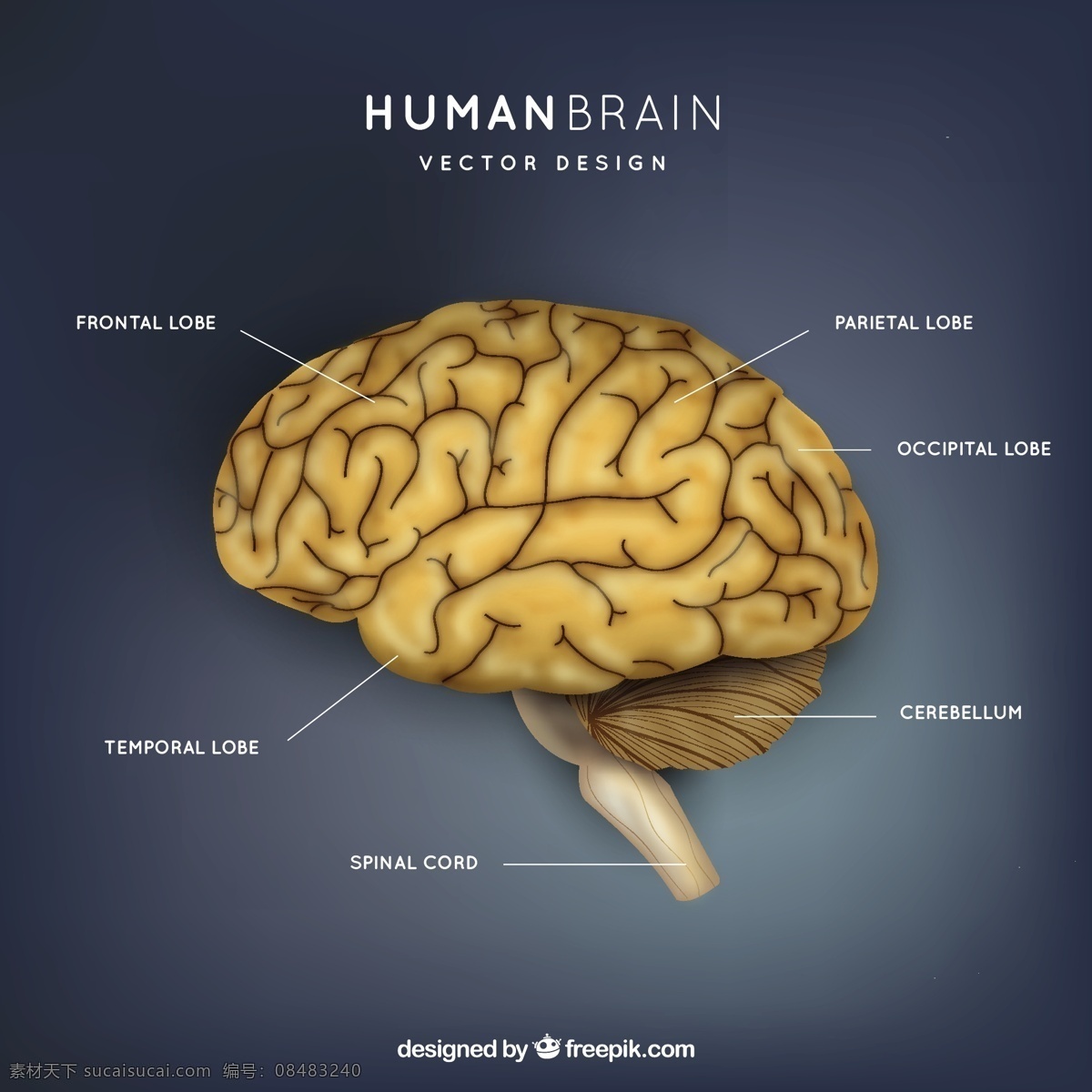大脑插图 科学 人类 医学 研究 信息 学习 思考 插图 知识 智力 器官 智慧 人力 医药 脊髓 前腰