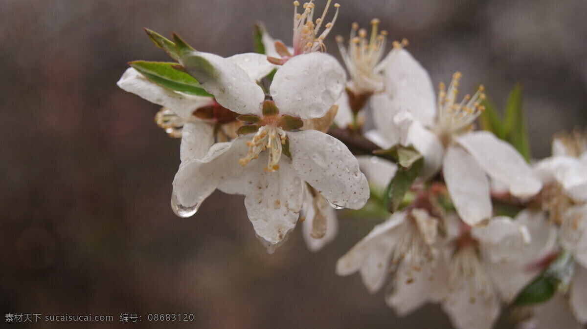 桃花 雨中桃花 花朵 洁白 纯色 春天 花草 生物世界