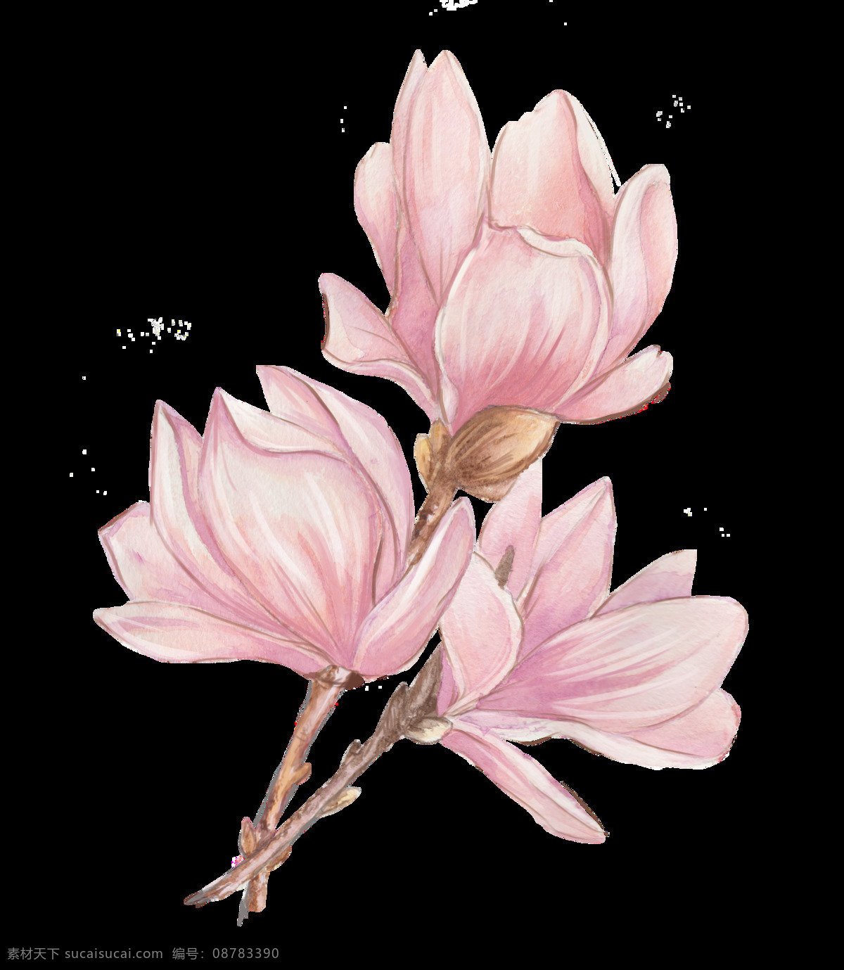 手绘 娇艳 花朵 透明 粉红色 绽放 美丽 三朵花 透明素材 免扣素材