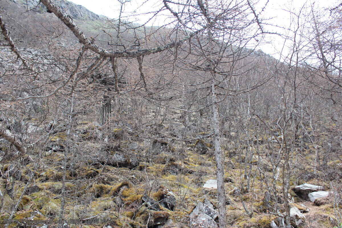 黄龙风光 高清 四川 黄龙 自然景观 山水 绿树 山水风景