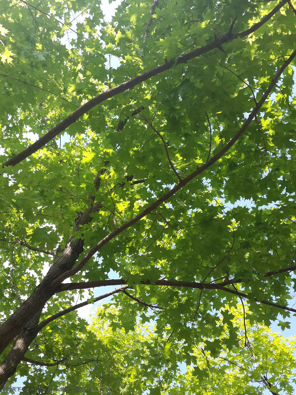 树叶 树荫 绿树 森林 夏天 绿色 树木树叶 生物世界