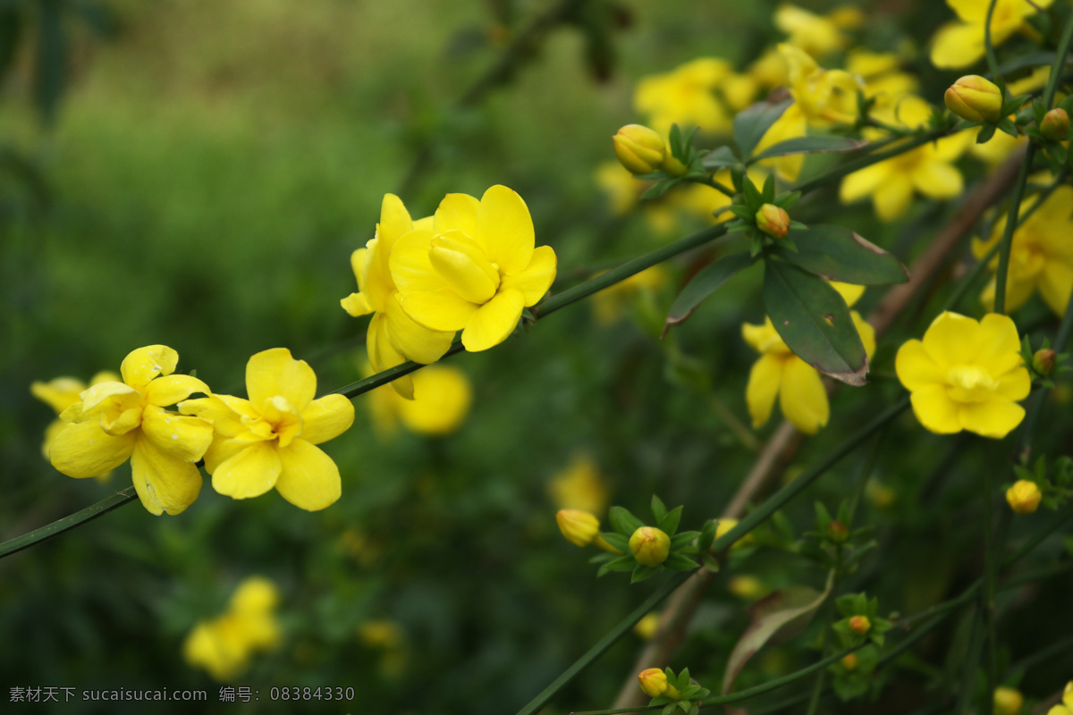 黄花 花 迎春花 春天的花 开放 花卉 花蕊 花朵 花圃 花园 小花 金腰带 迎春 木犀科 落叶灌木 花枝 生物世界 花草