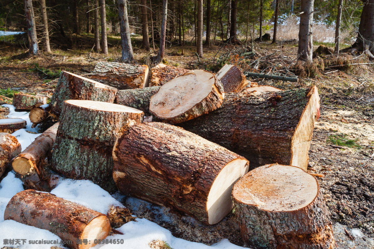 锯成 段 木头 堆 一起 树木 木材 木头材质 木头背景 花草树木 生物世界